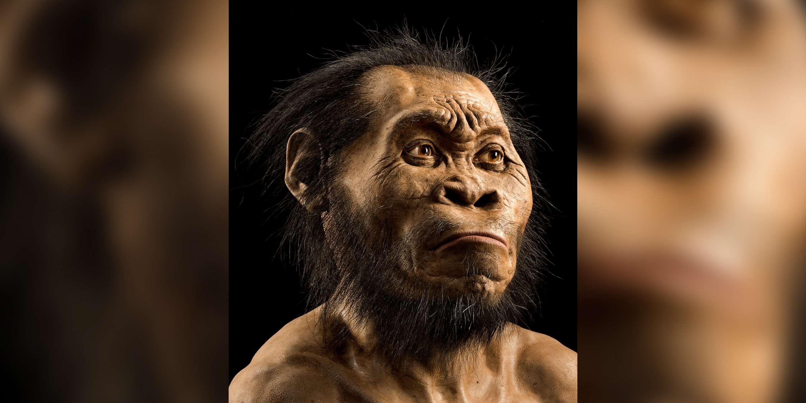 PHOTO: A rendering of Homo naledi, an early hominin discovered in 2013 that likely lived between 335,000 to 236,000 years ago.