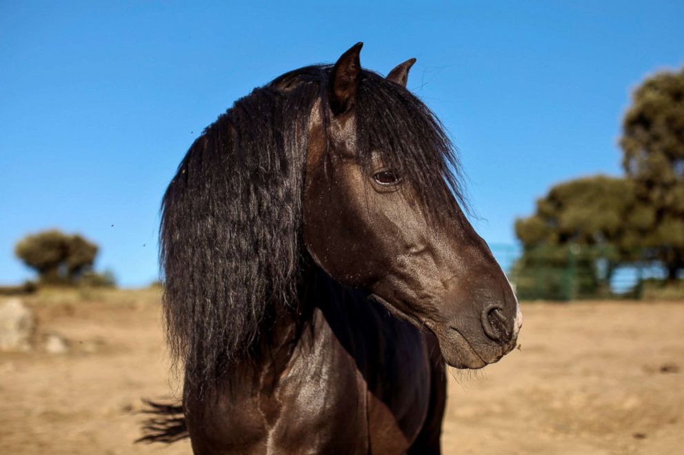 PHOTO: The horse of emotional therapist Fernando Noailles, named Madrid, is seen in Guadalix de la Sierra, Spain, July 27, 2017.