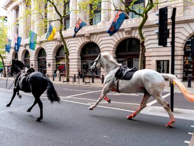 2 of the 4 horses that broke free in central London had surgery, British Army says