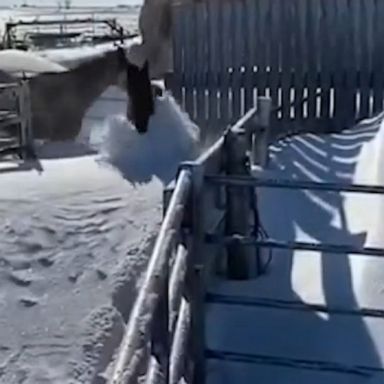 A group of horses jumped and pushed through deep snow in Alberta, Canada, heading back to their pens.