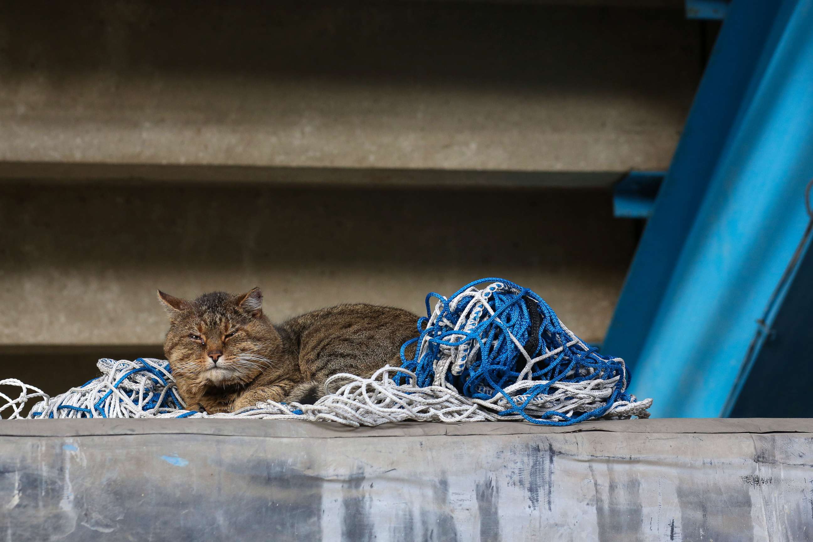 PHOTO: A tabby cat sleeps on spare goal netting in the stadium during the Sky Bet Championship match between Queens Park Rangers and AFC Bournemouth at The Kiyan Prince Foundation Stadium, Feb. 20, 2021, in London.