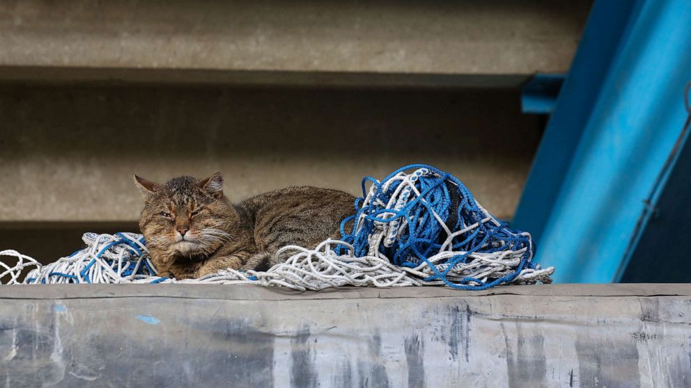 PHOTO: A tabby cat sleeps on spare goal netting in the stadium during the Sky Bet Championship match between Queens Park Rangers and AFC Bournemouth at The Kiyan Prince Foundation Stadium, Feb. 20, 2021, in London.