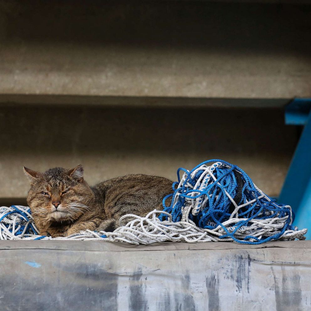 Over 300 Cats Die In The Uk From Illness That Could Be Linked To Toxic Pet Food Abc News