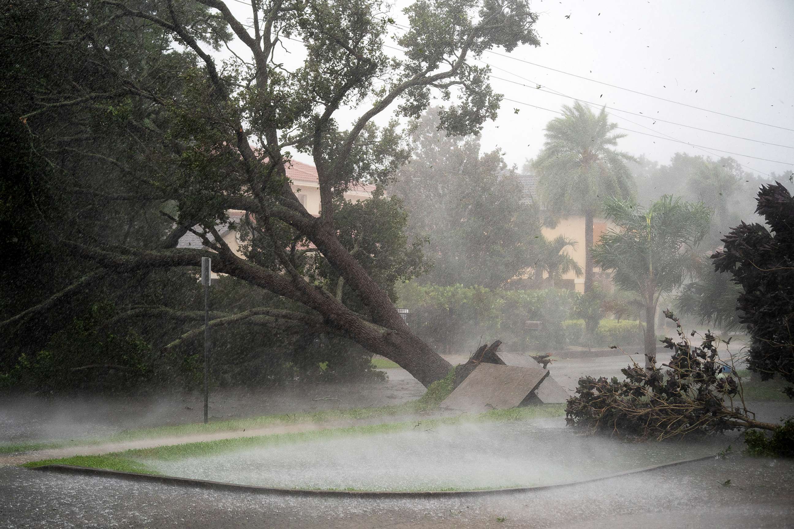 PHOTO: A tree is uprooted by strong winds as Hurricane Ian churns to the south in Sarasota, Fla., Sept. 28, 2022.