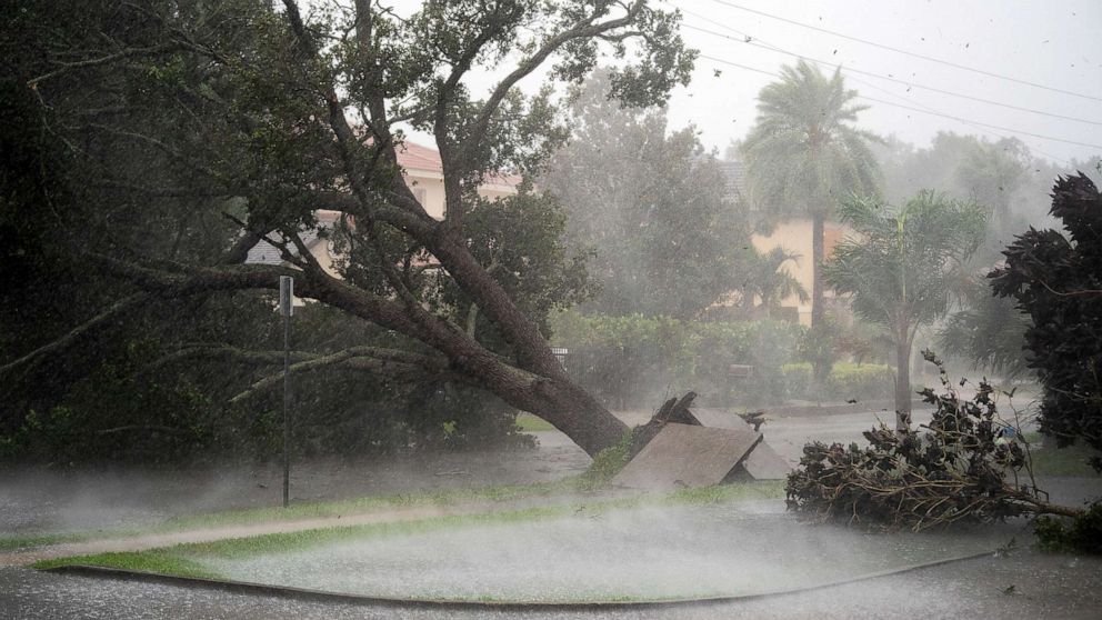 PHOTO: A tree is uprooted by strong winds as Hurricane Ian churns to the south in Sarasota, Fla., Sept. 28, 2022.