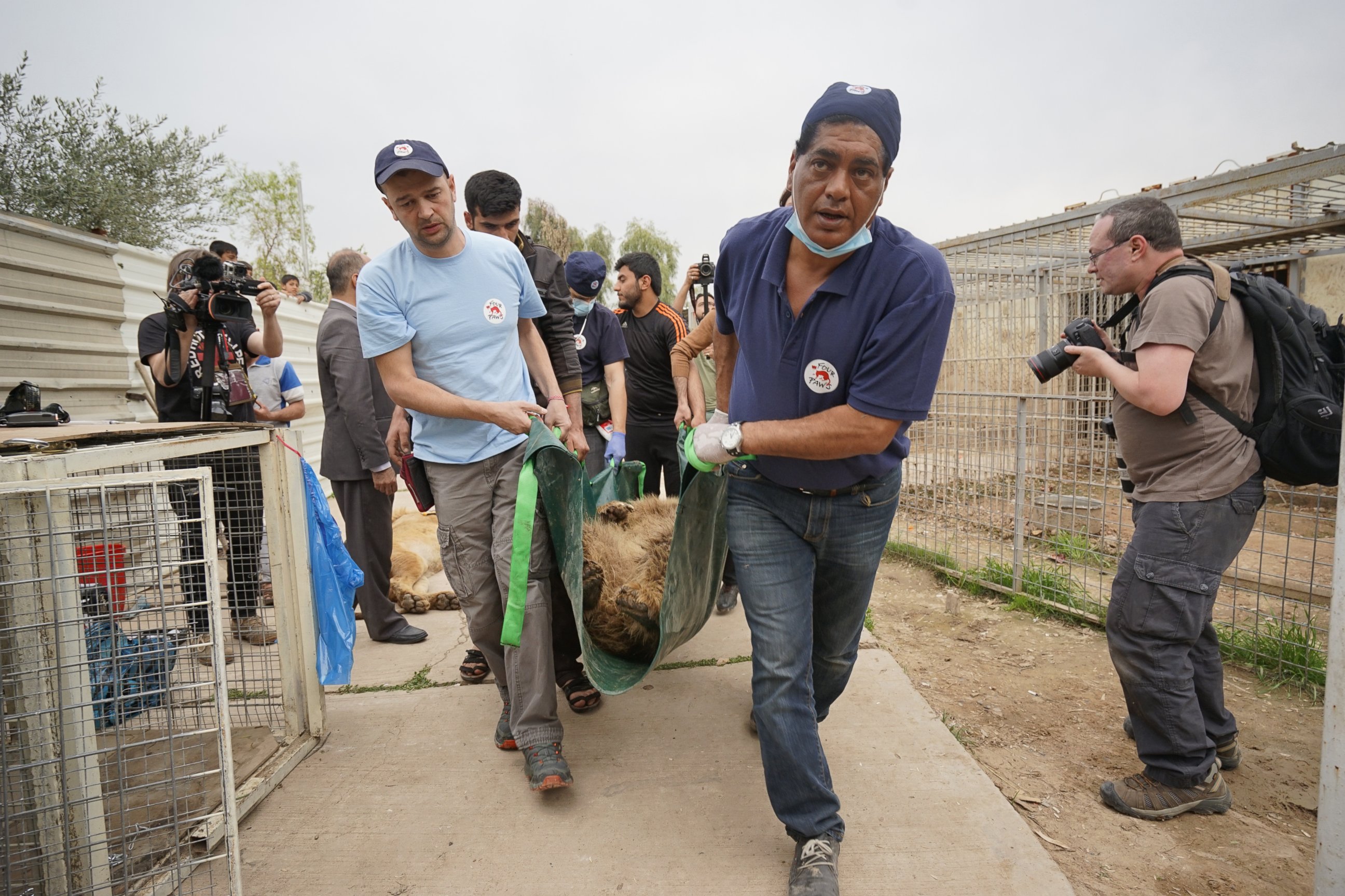 PHOTO: Amir Khalil and Yavor Gechev from the Four Paws rescue mission carry Lula at the Mosul Zoo in Iraq, March 30, 2017.