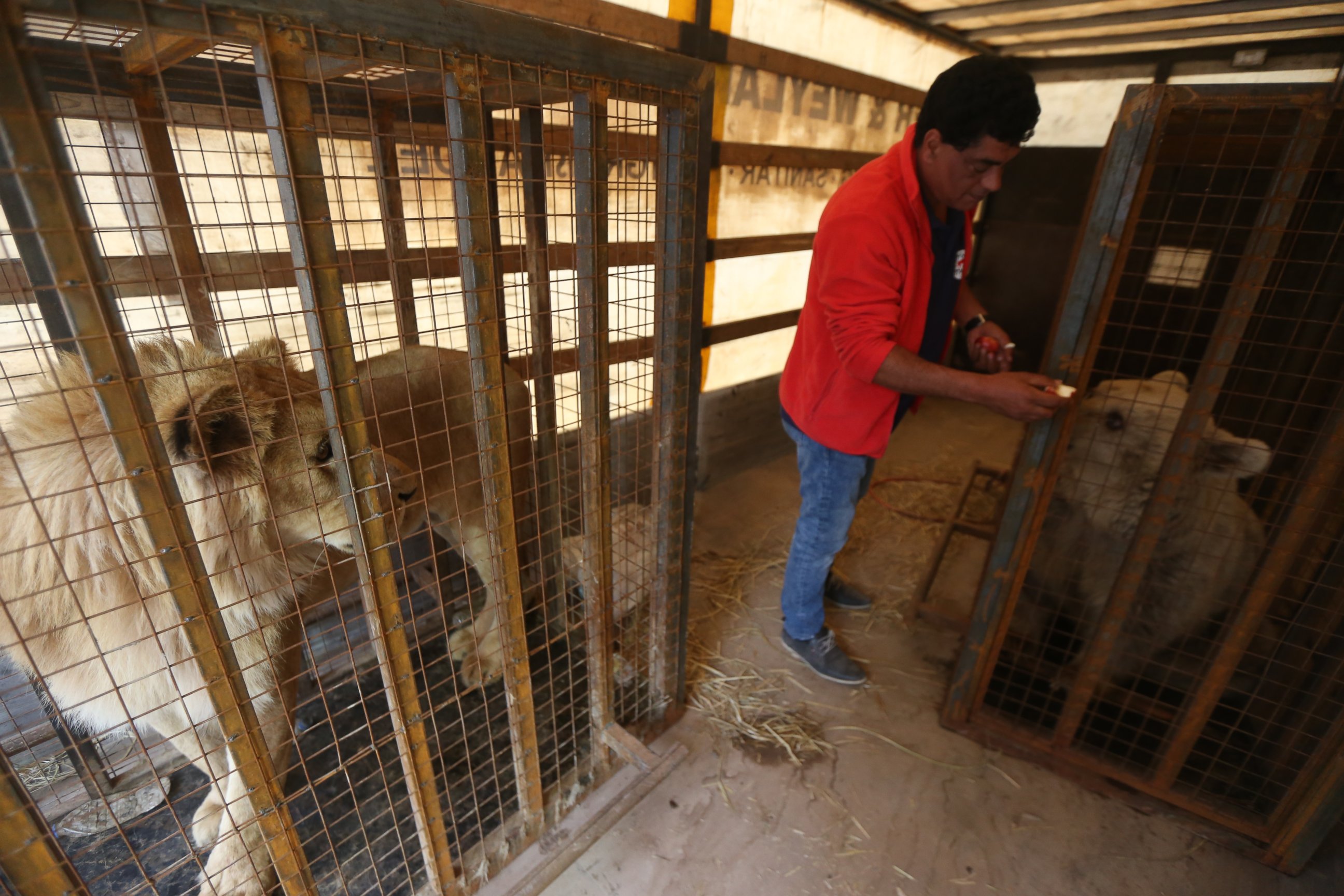 PHOTO: Amir Khalil feeds Lula an apple while Sima the lion watches from his cage on a truck at a checkpoint in Mosul, Iraq, March 7, 2017.