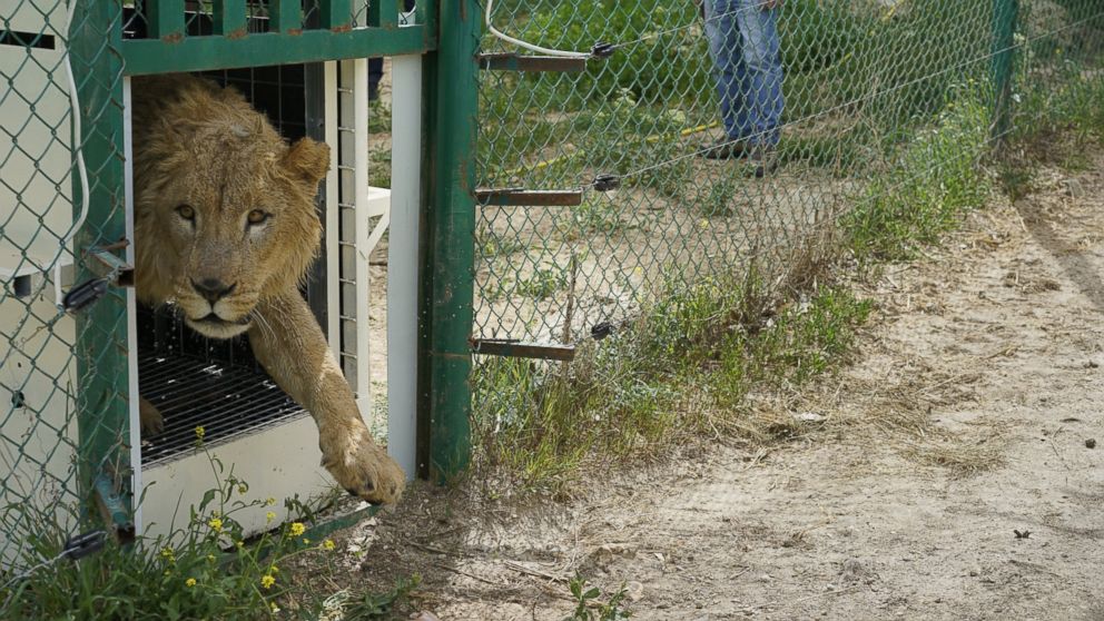 Simba the lion takes a step outside of his transport container into a temporary habitat at the New Hope Center in Jordan, Amman, April 11, 2017.