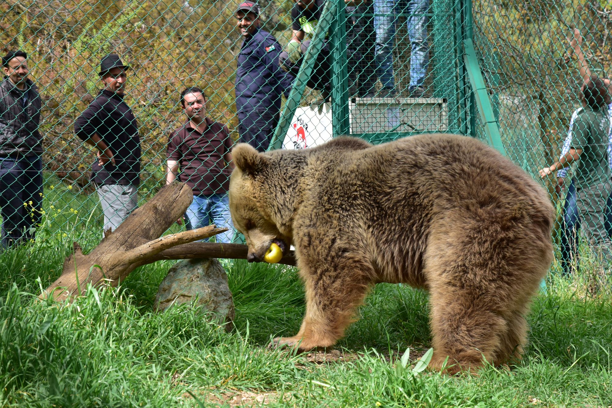 PHOTO: Lula the bear, one of the last surviving animals from the Mosul Zoo in Iraq, is pictured at an animal rescue and rehabilitation center in Amman, Jordan, April 11, 2017.