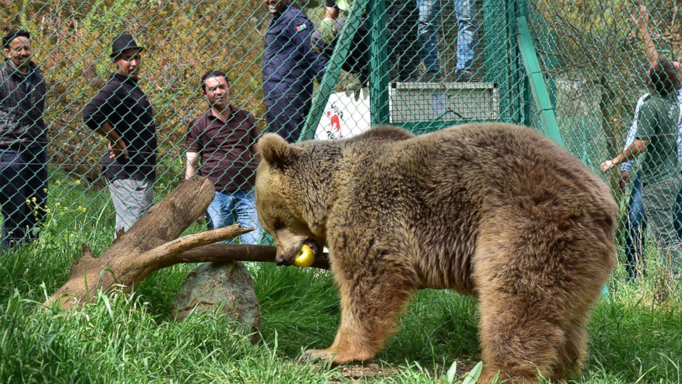 PHOTO: Lula the bear, one of the last surviving animals from the Mosul Zoo in Iraq, is pictured at an animal rescue and rehabilitation center in Amman, Jordan, April 11, 2017.