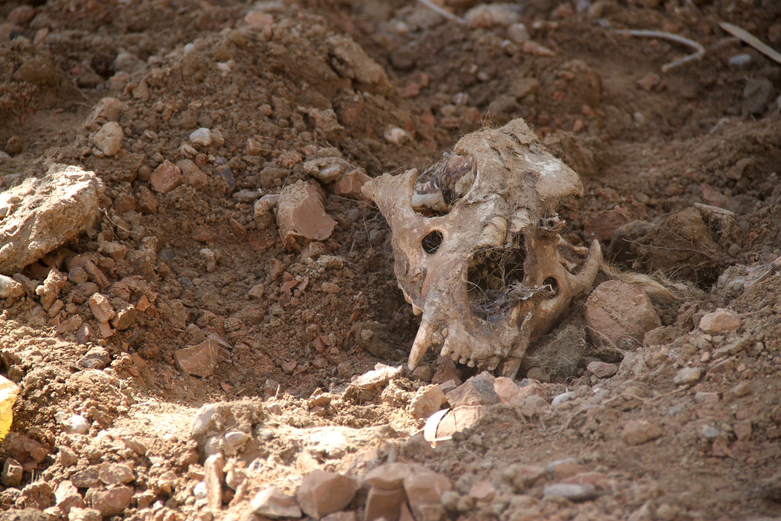 PHOTO: Nearly forty animals at the Montazah al-Morour Zoo in Mosul, Iraq have died.