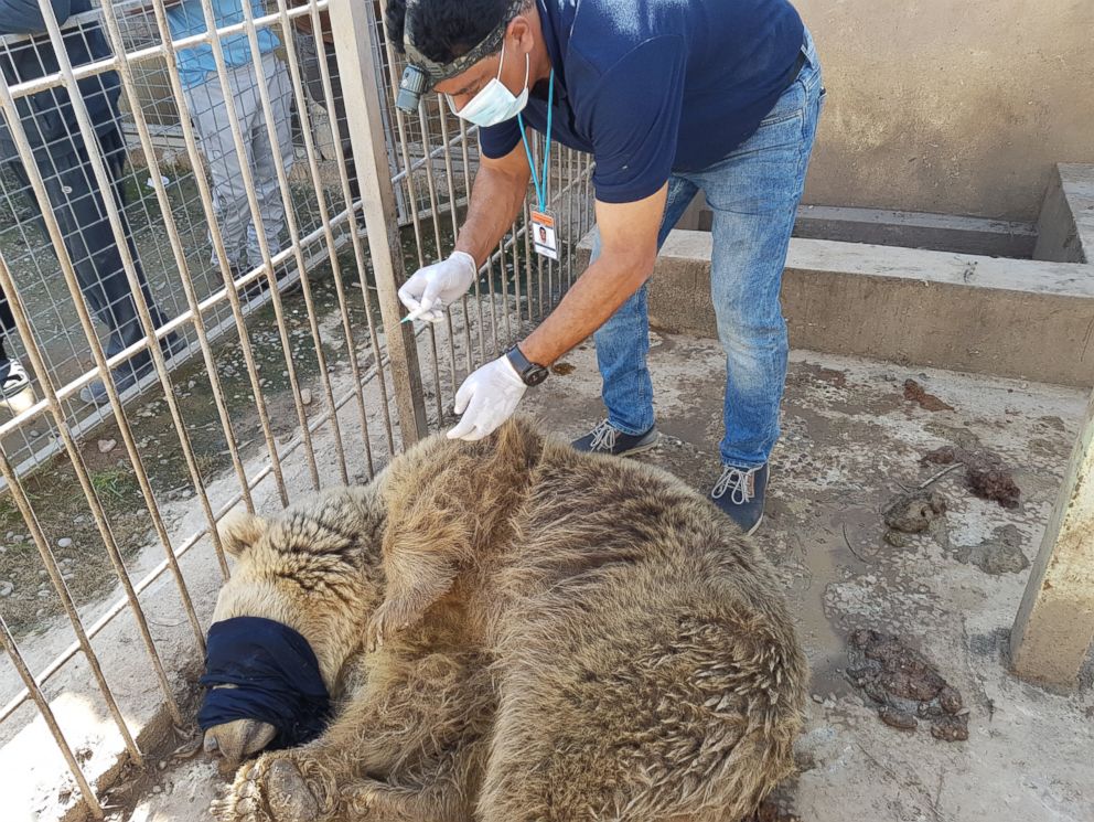 PHOTO: A sedated bear named Lula receives treatment at the Montazah al-Morour Zoo in Mosul, Iraq, Feb. 22, 2017.