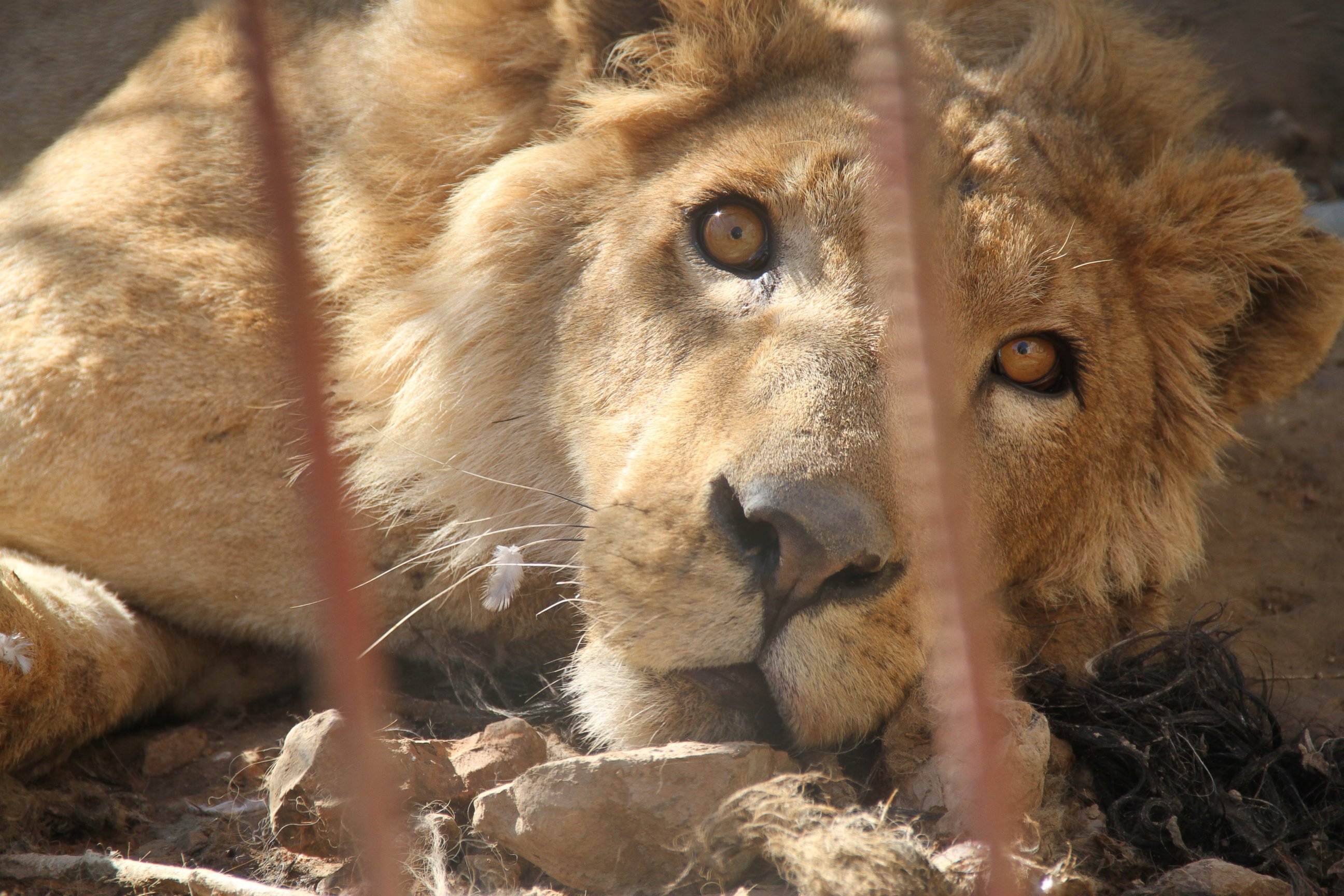 PHOTO: A lion named Simba is one of the last two surviving animals at the Montazah al-Morour Zoo in Mosul, Iraq, Feb. 22, 2017.