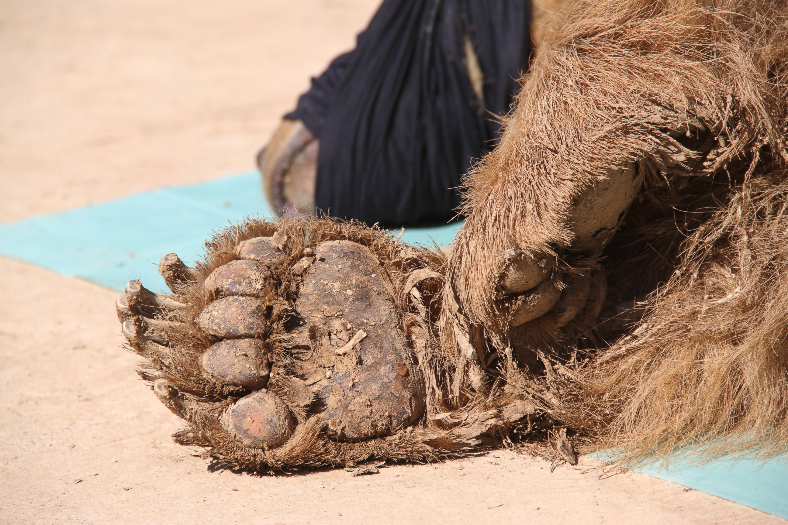 PHOTO: A sedated bear named Lula receives treatment at the Montazah al-Morour Zoo in Mosul, Iraq, Feb. 22, 2017.