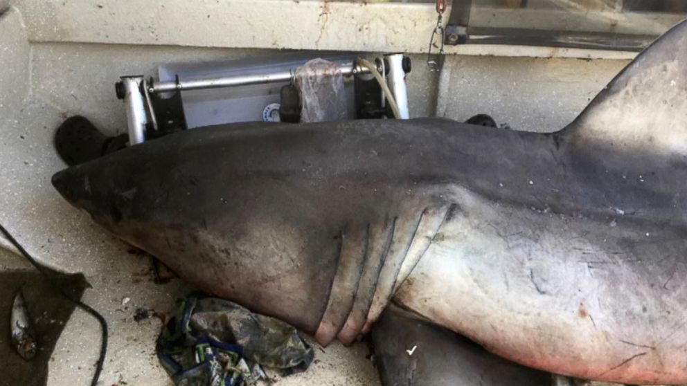 PHOTO: A great white shark jumped into a fisherman's boat in Evans Head on the New South Wales north coast in Australia, May 27, 2017.
