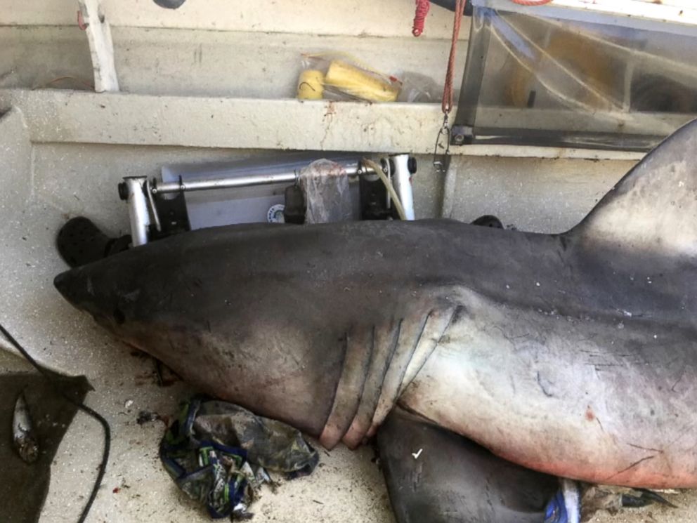 PHOTO: A great white shark jumped into a fishermans boat in Evans Head on the New South Wales north coast in Australia, May 27, 2017.