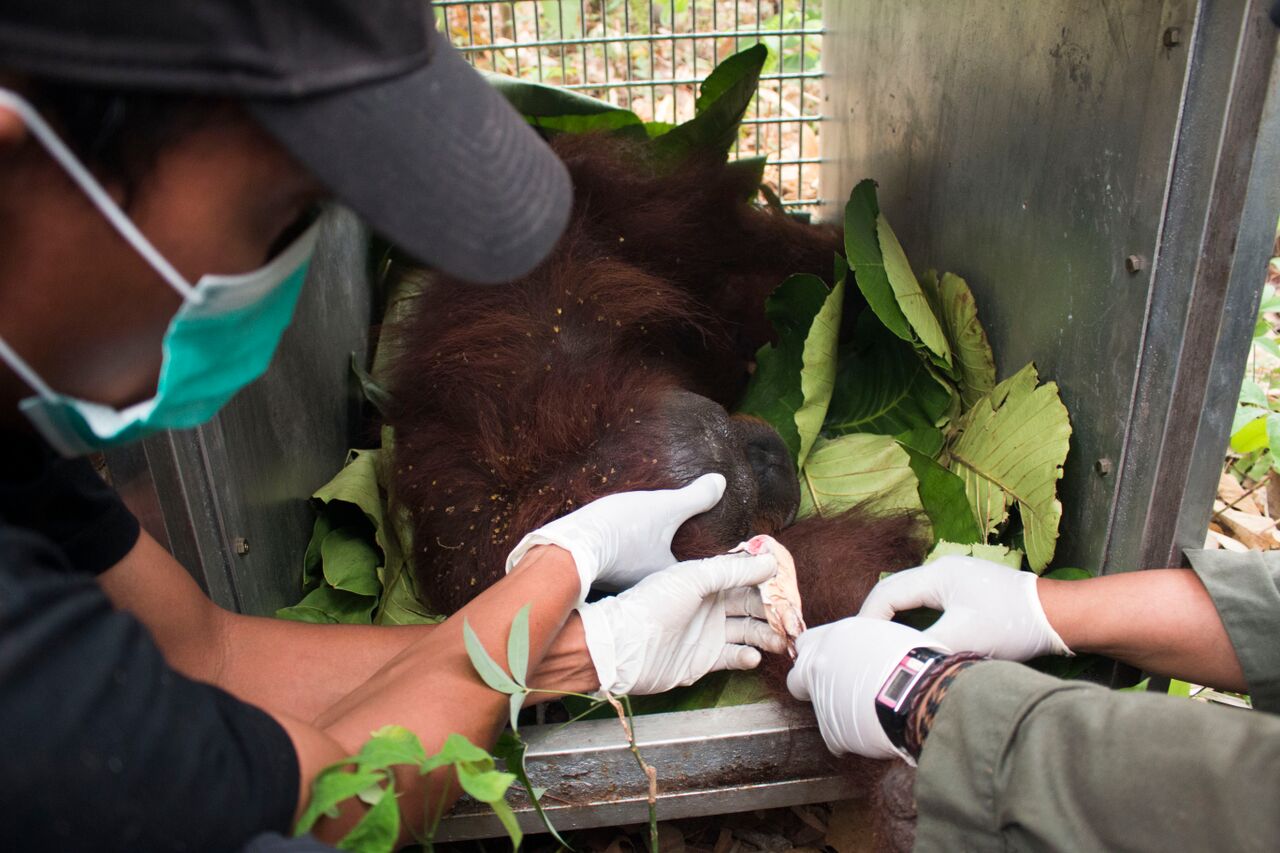 PHOTO: International Animal Rescue and the Agency of Conservation of Natural Resources of Ketapang rescue of a female orangutan and her infant from forest fires in Ketapang, West Borneo. 