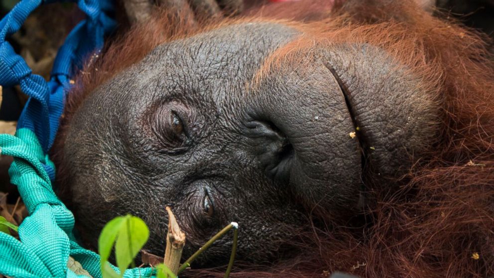 PHOTO: International Animal Rescue and the Agency of Conservation of Natural Resources of Ketapang rescue of a female orangutan and her infant from forest fires in Ketapang, West Borneo. 