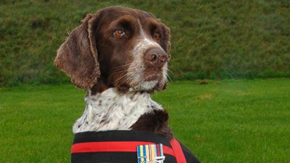 PHOTO: Buster, a 13 year old Springer Spaniel who completed five tours of duty in Afghanistan, Bosnia and Iraq, saving of countless lives by searching out IEDs.