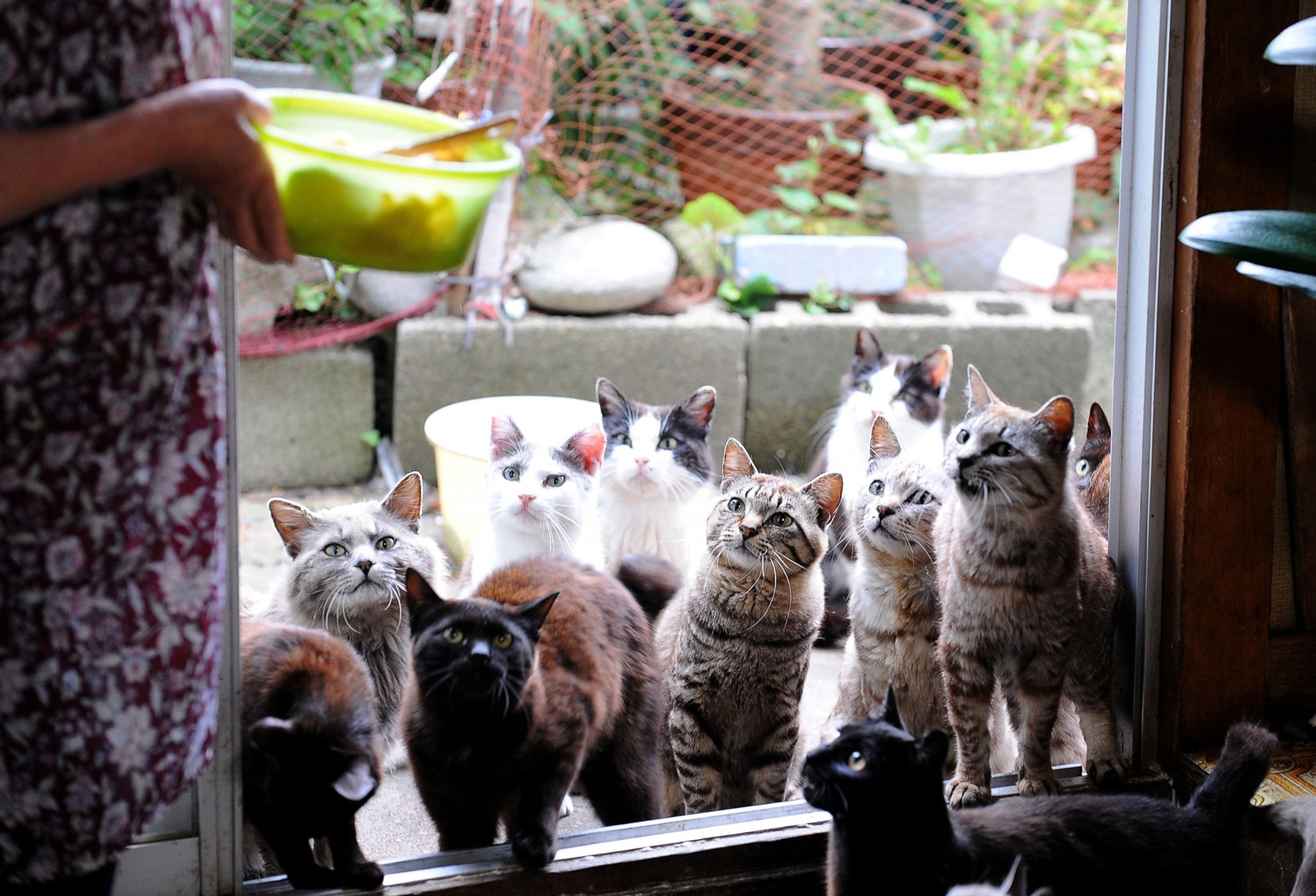 PHOTO: Cats wait for food on Tashirojima Island on June 10, 2009, in Ishinomaki, Miyagi, Japan. The island has about 100 cats, but only 70 human residents.