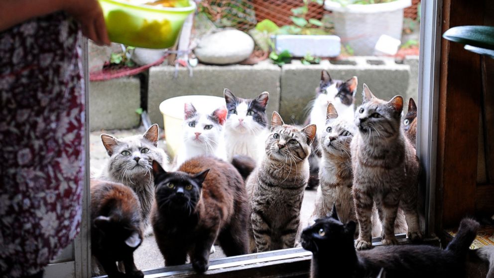 Bunny Island, Fox Village, Cat Island: A Look Into Japan's Paradises for  Animal Lovers - ABC News
