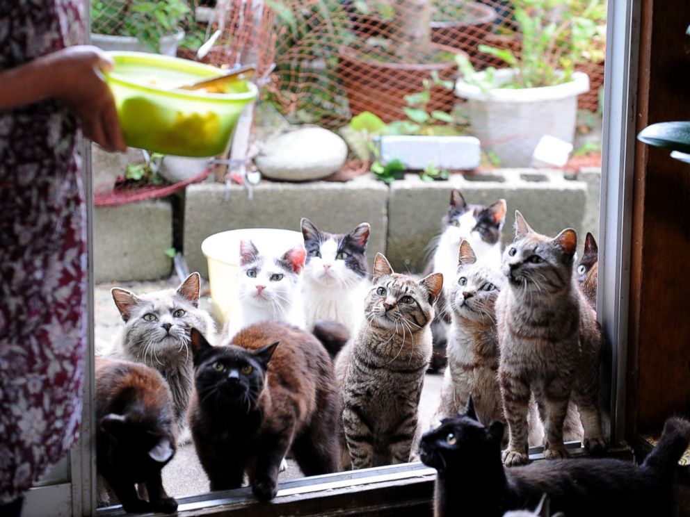 PHOTO: Cats wait for food on Tashirojima Island on June 10, 2009, in Ishinomaki, Miyagi, Japan. The island has about 100 cats, but only 70 human residents.