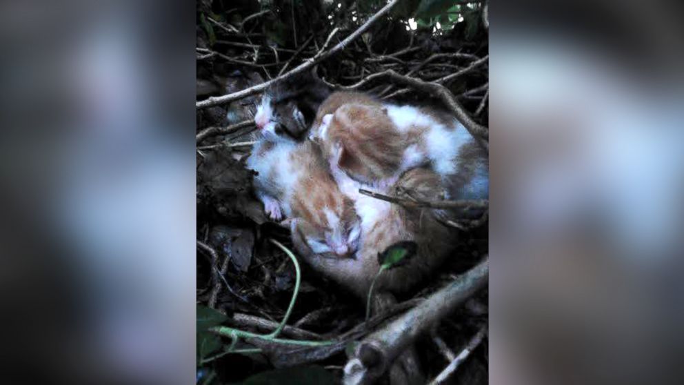 Henry McGauley discovered four newborn kittens in a bird's nest on a tree outside his home in Louth, Ireland on Monday, May 25, 2015. 