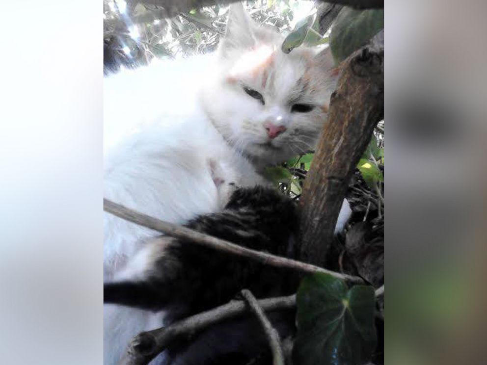 PHOTO: A stray cat gave birth to her kittens in a bird's nest outside a home in Louth, Ireland. 