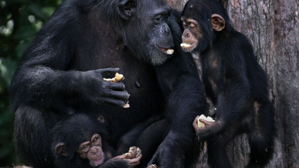 PHOTO: The Humane Society of the United States visited Liberia to see chimpanzees that the group says were used by an American charity in lab experiments.