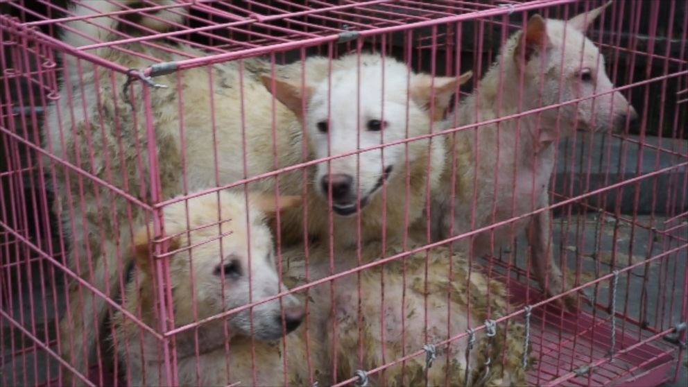 PHOTO: A group of dogs in China shown on video captured by the animal rights group Direct Action Everywhere.