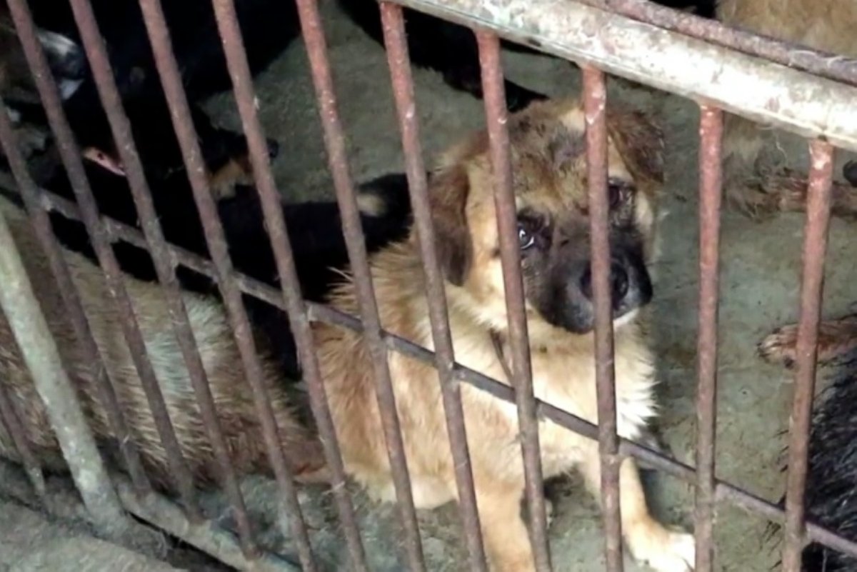 PHOTO: An image of a puppy in a cage in China, captured by the animal rights group Direct Action Everywhere.