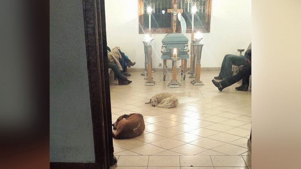 PHOTO: Photos posted to Facebook on March 15, 2015 by Patricia Urrutia show dogs gathered at the funeral of Urritia's mother, Margarita Suarez, in Cuernavaca, Morelos, Mexico. 
