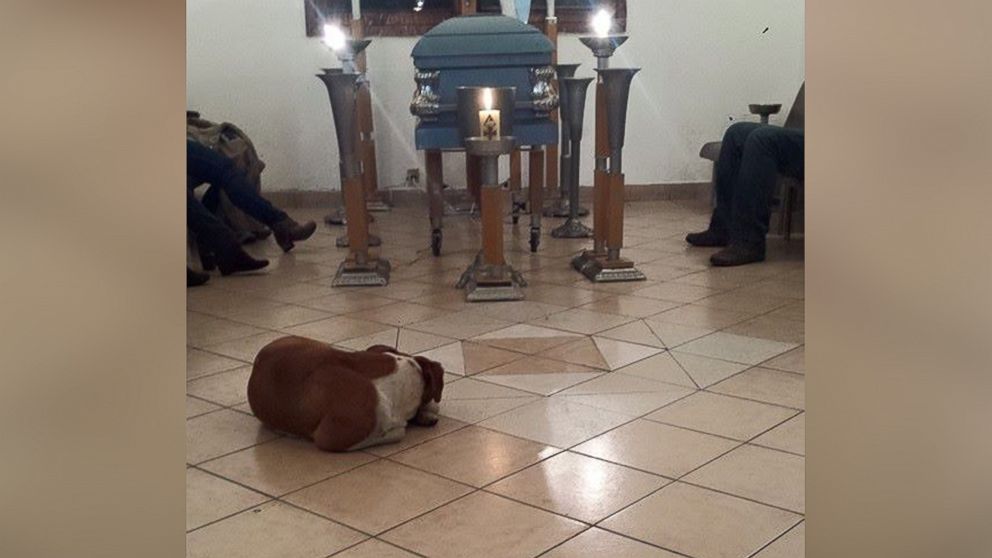 PHOTO: Photos posted to Facebook on March 15, 2015 by Patricia Urrutia show dogs gathered at the funeral of Urritia's mother, Margarita Suarez, in Cuernavaca, Morelos, Mexico. 