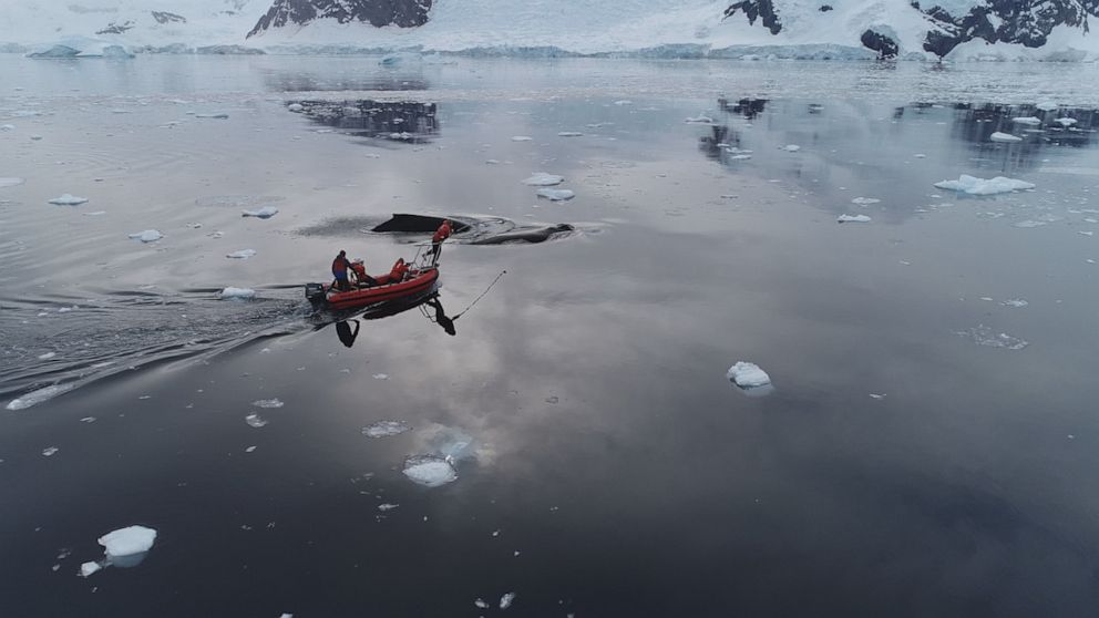 The scientists aim is to tag as many of the whales as possible to take samples and to monitor their feeding patterns.