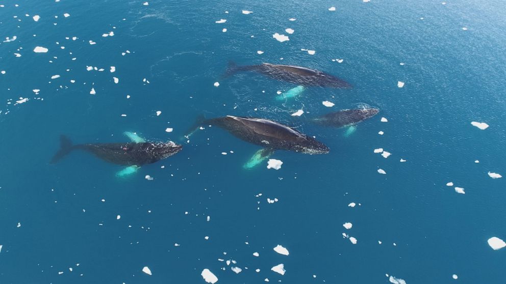 A team of scientists from Duke University and the WWF invited "Nightline" along to see their work tagging whales in Antarctica.