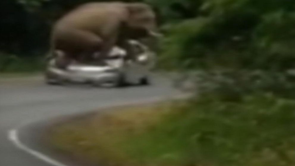 PHOTO: An elephant crushed a car in Thailand’s Khao Yai National Park, prompting authorities to warn visitors of the unusually aggressive behavior during mating season. 