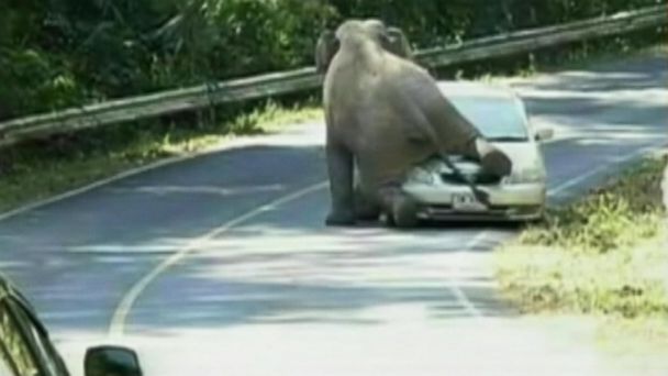 See Video of Wild Elephant Climbing on Car in Thailand - ABC News