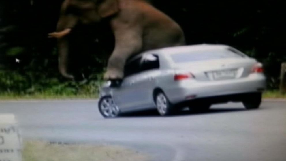 PHOTO: An elephant crushed a car in Thailand’s Khao Yai National Park, prompting authorities to warn visitors of the unusually aggressive behavior during mating season. 