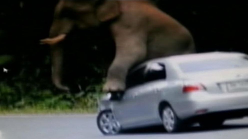 PHOTO: An elephant crushed a car in Thailand’s Khao Yai National Park, prompting authorities to warn visitors of the unusually aggressive behavior during mating season. 