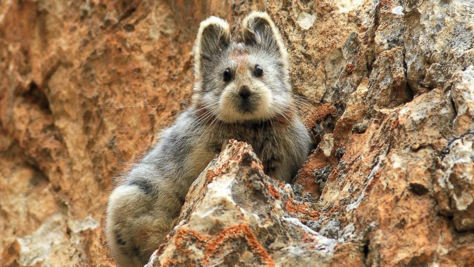 Ili Pika Seen for 1st Time in 2 Decades, Shows 'Teddy Bear Face' in China -  ABC News
