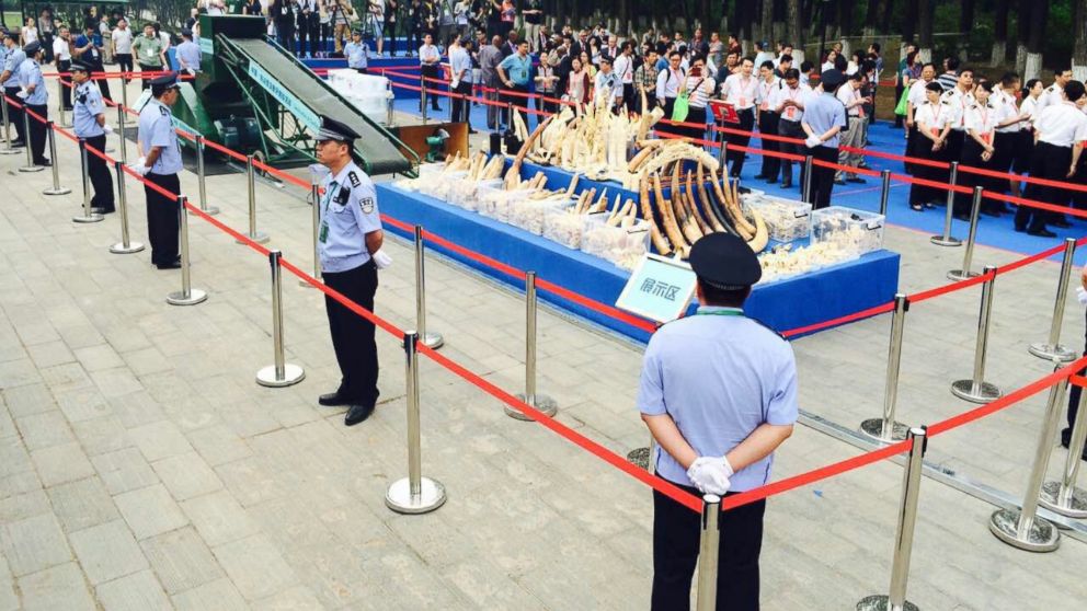 China destroyed nearly 1,500 pounds of illegally obtained ivory this morning to show its commitment to curbing the illicit ivory trade.
