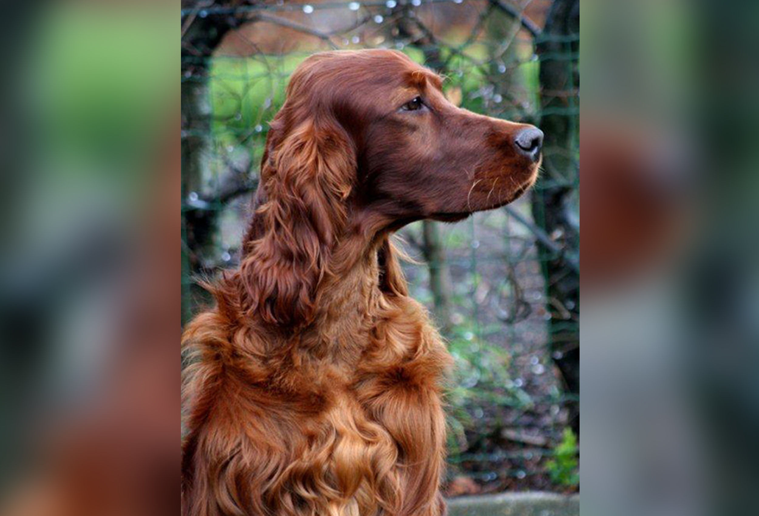 PHOTO: Jagger, a 3 year old Irish setter, fell ill and died shortly after competing at Britain's elite Crufts dog show on March 5, 2015.