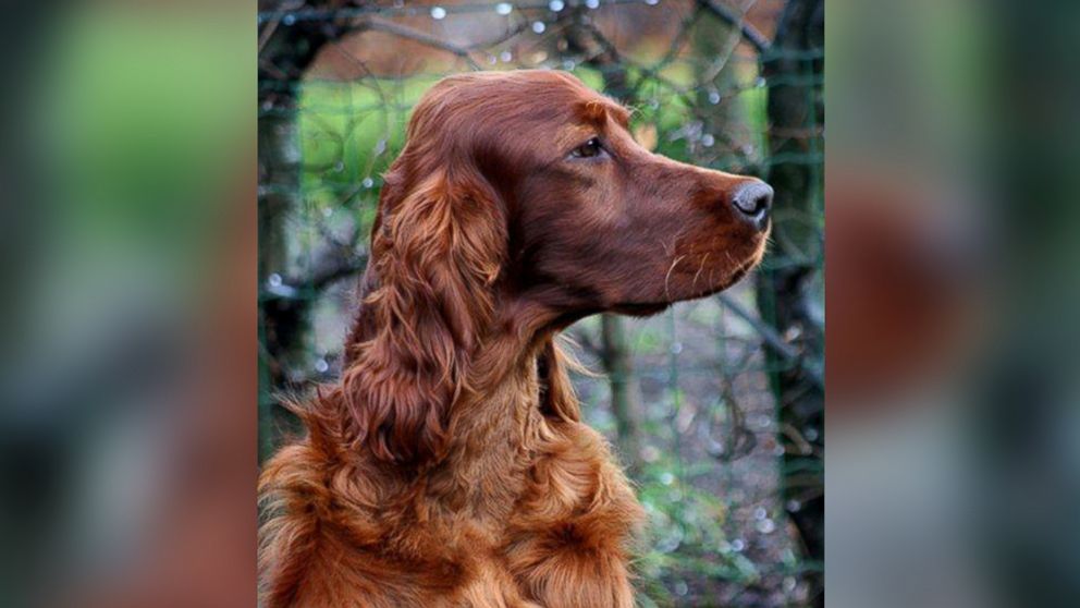 Thendara sales irish setters