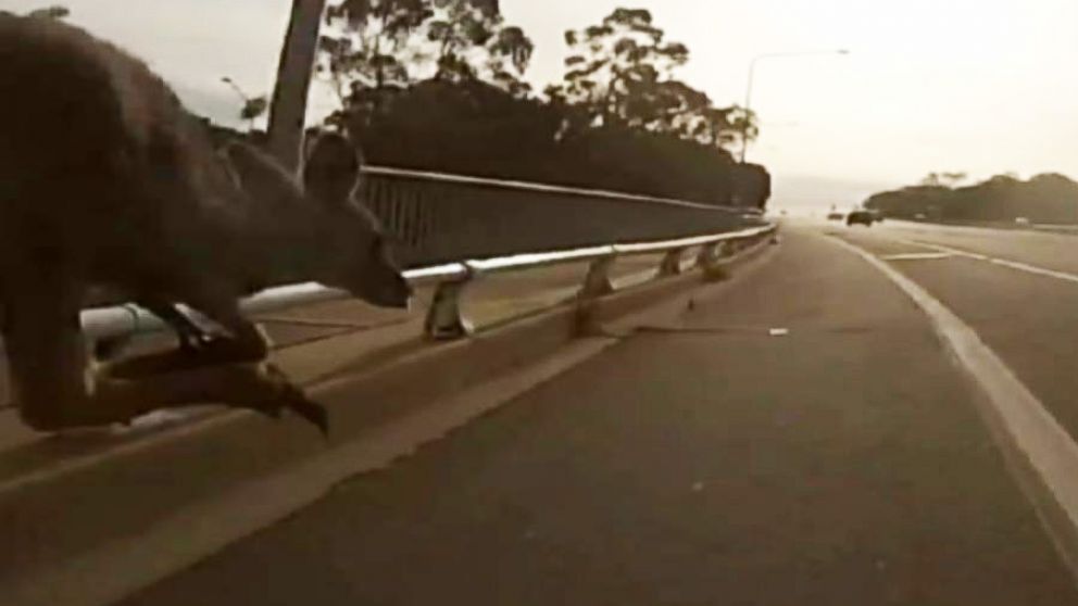 PHOTO: This still from the GoPro video shows the moment the kangaroo hops into the path of the cyclist.