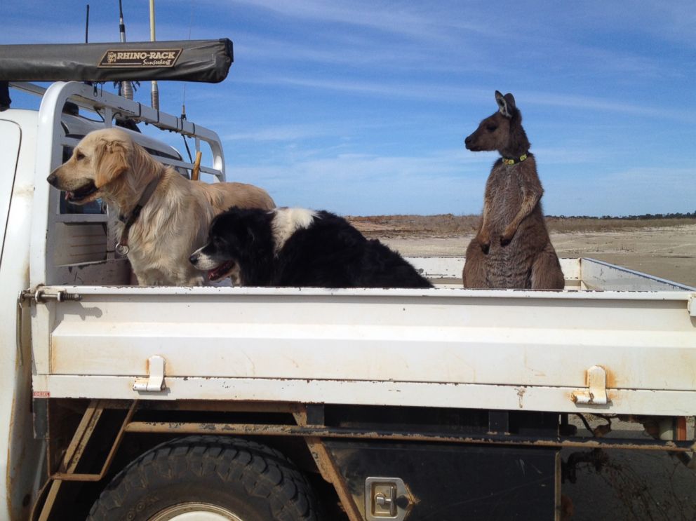 PHOTO: Dusty the kangaroo is pictured here with Lilly the Golden Retriever and Rosie the Border Collie in the bed of Ashley Stewart's truck at their farm in Esperance, Australia.
 