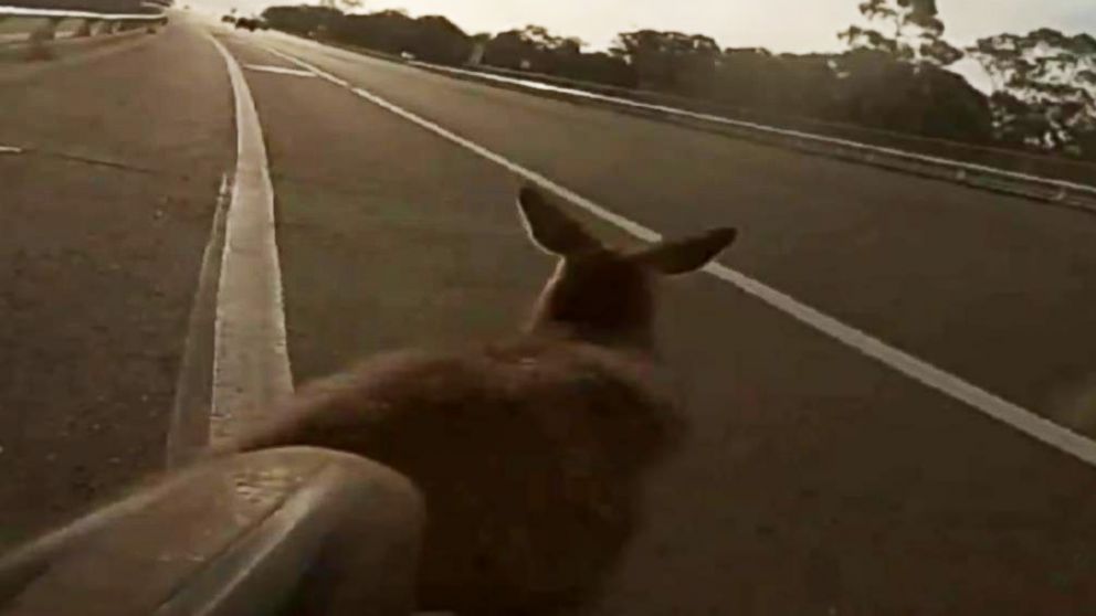 PHOTO: This still from the GoPro video shows the moment the kangaroo hops into the path of the cyclist.