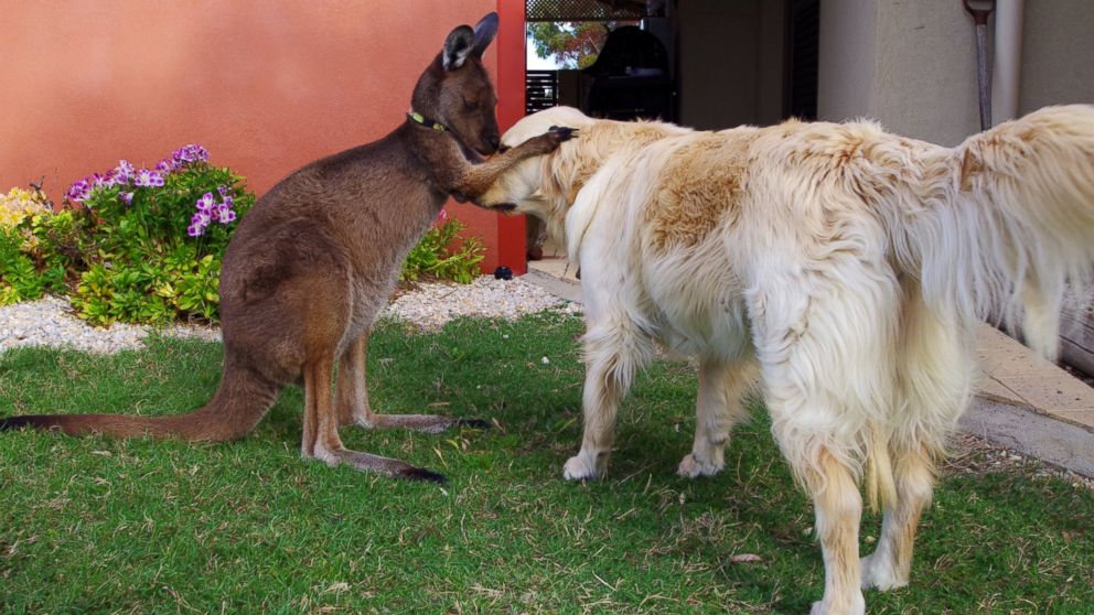 Meet Dusty The Australian Pet Kangaroo Who Thinks He S A Dog Abc News,Baby Pet Armadillo