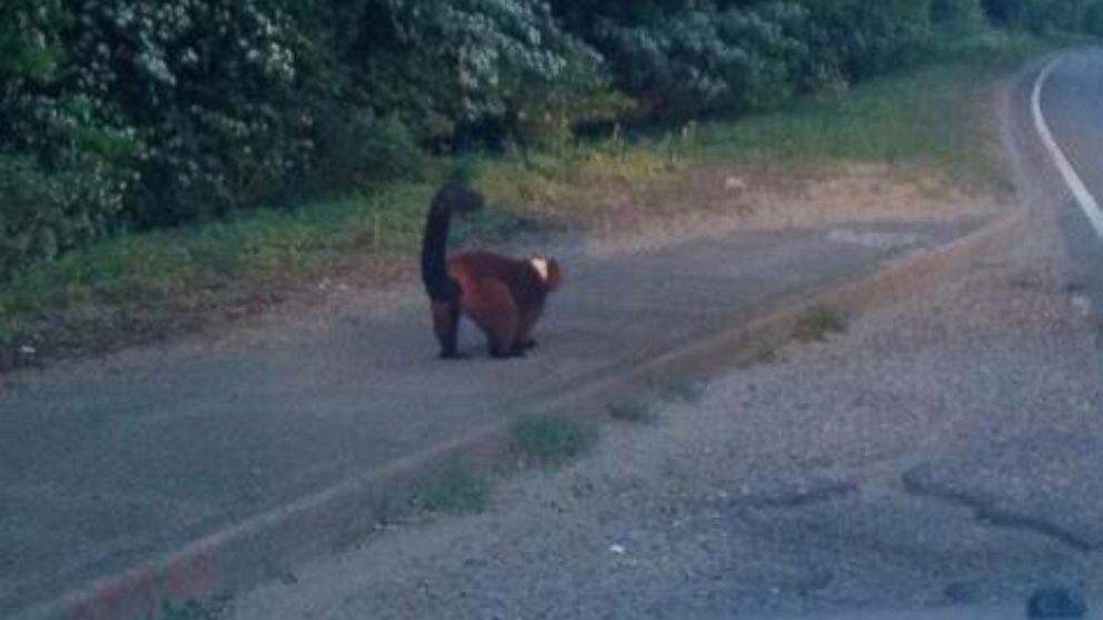 A lemur is seen on the side of the road in the United Kingdom in this undated photo posted to Twitter by Jonathan Hunt. 