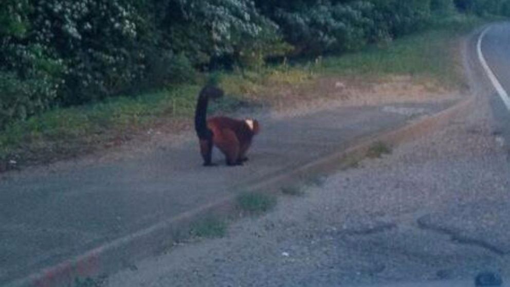 A lemur is seen on the side of the road in the United Kingdom in this undated photo posted to Twitter by Jonathan Hunt.