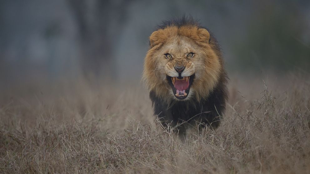Image result for scary lion